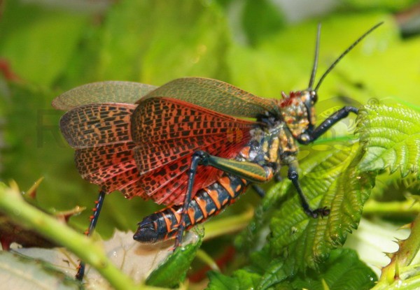 Madagascar Heuschrecke