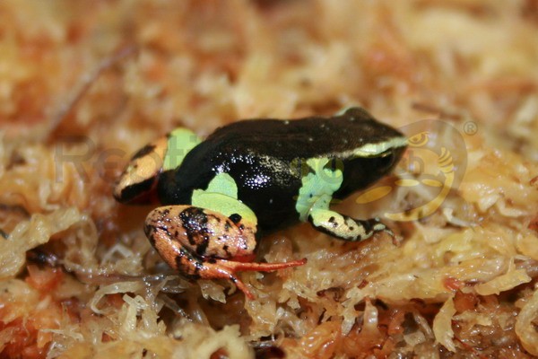 Mantella baroni