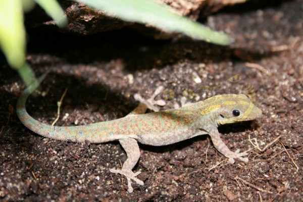 Phelsuma borbonica agalega