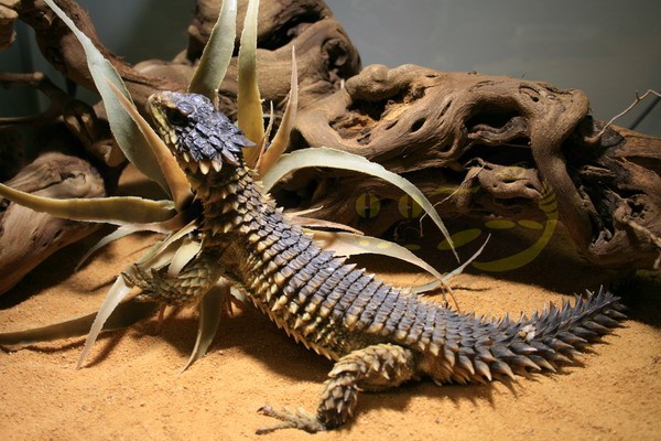 Smaug giganteus