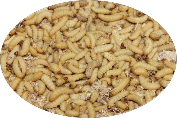 Bienenmaden lose in Spähnen