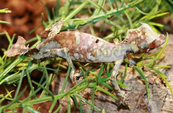 Uroplatus phantasticus