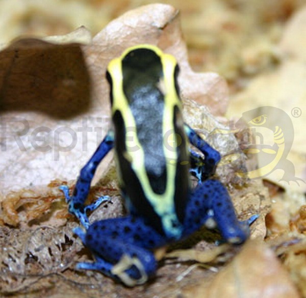 Dendrobates tinctorius