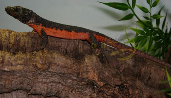 Smaug mossambicus