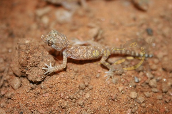 Wüsten Dünnfingergecko