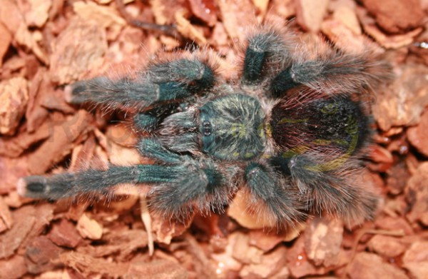 Avicularia Avicularia