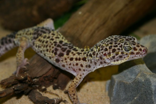 Gecko léopard