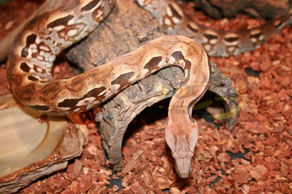 Boa de Madagascar