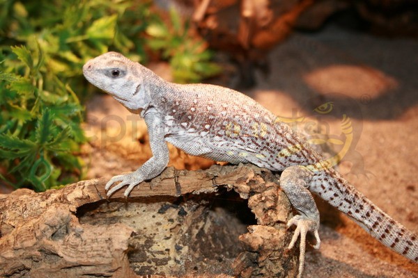 Iguane du désert