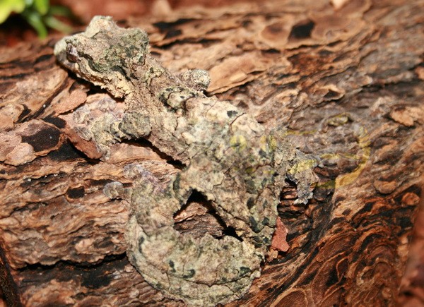 Uroplatus pietschmanni