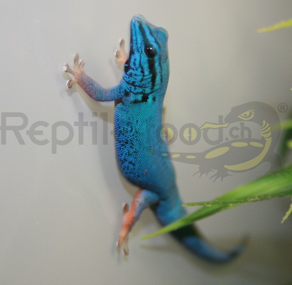 Blauer Zwergtaggecko