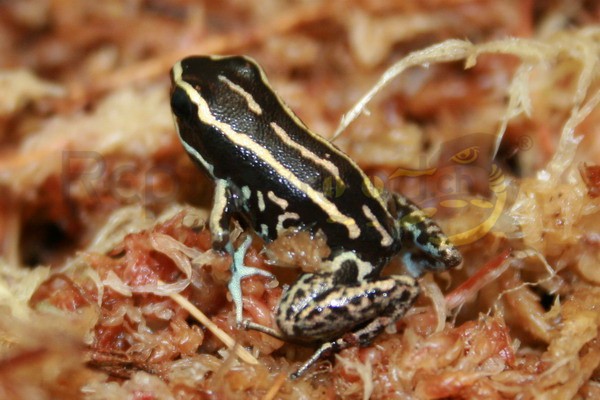 Phyllobates lugubris