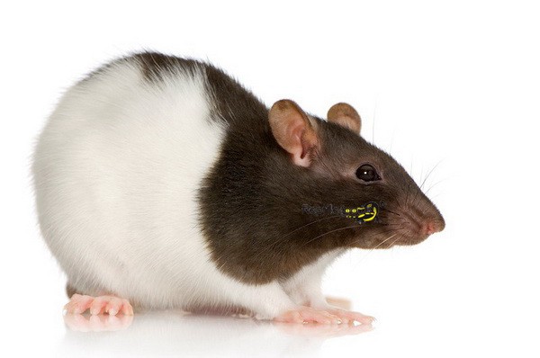 Ratten XXL ca. 400gr.+