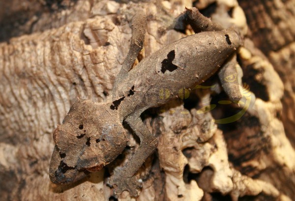 Uroplatus ebenaui