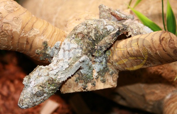 Uroplatus sikorae