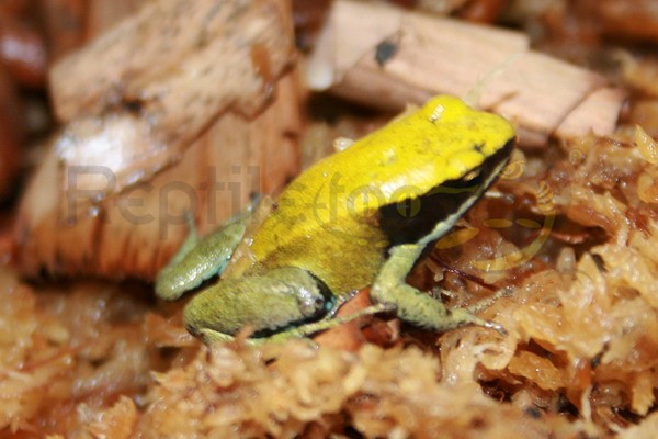 Mantella viridis