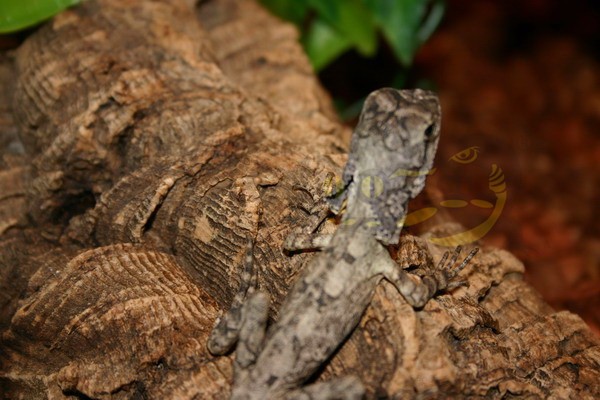 Lézard à collerette