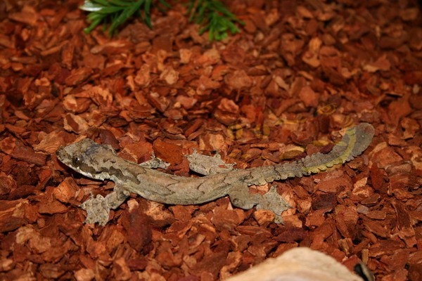 Gecko volant