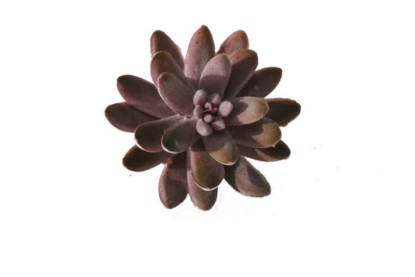 Echeveria rot ca. 12cm