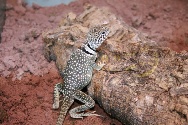 Halsbandleguan