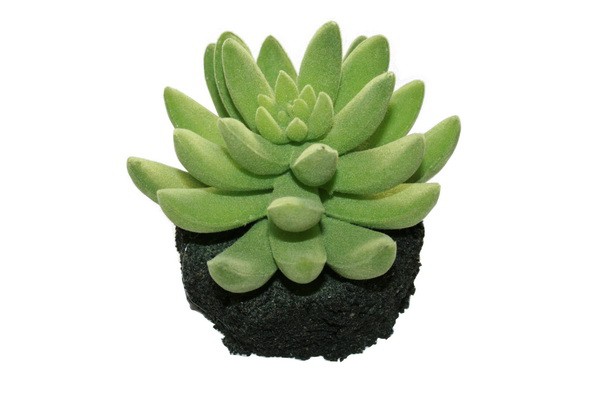 Echeveria Grün ca. 8cm