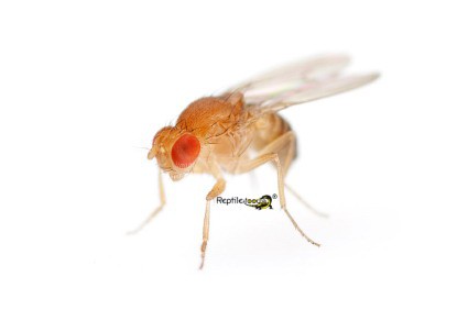 Drosophila gross 1 Ltr.