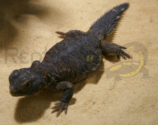 Uromastyx aegyptica