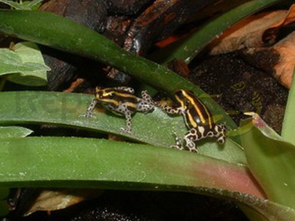 Dendrobates lamasi "Panguana"