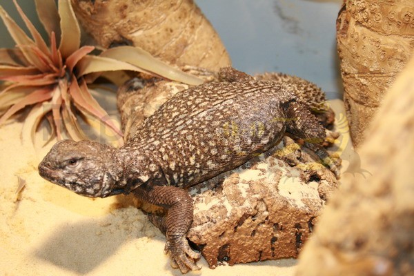 Uromastyx acanthinura