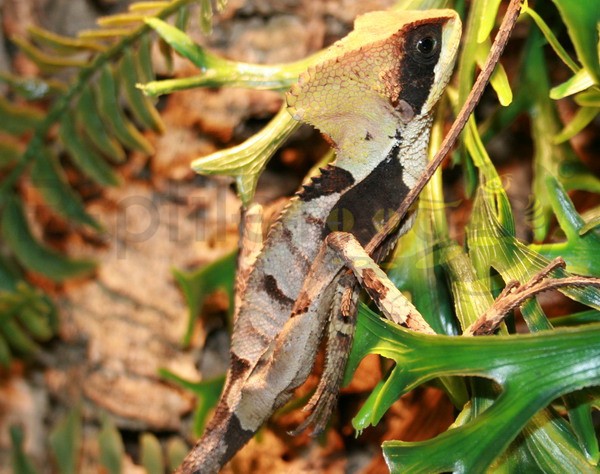 Mexikanischer Helmleguan