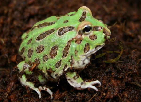 Ceratophrys cranwelli