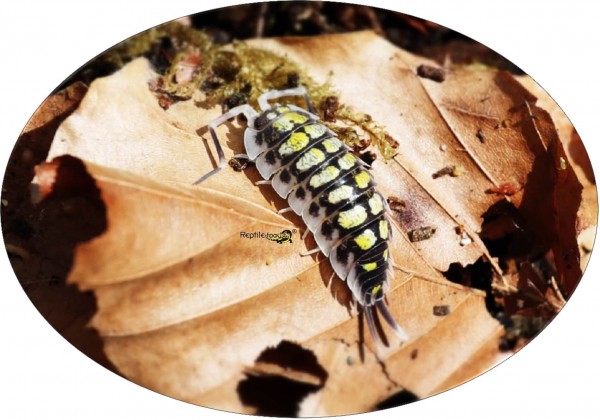 Porcellio haasi "high yellow form"