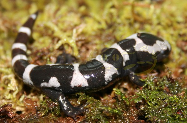 Ambystoma opacum