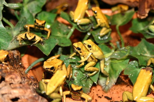 Phyllobates terribilis