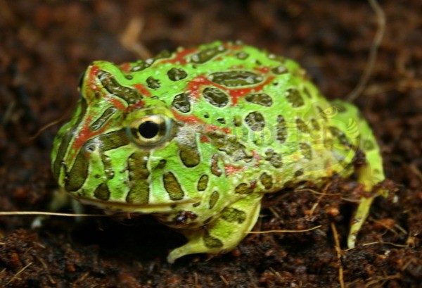 Ceratophrys ornata