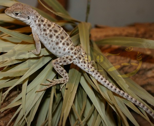 Leopardleguan