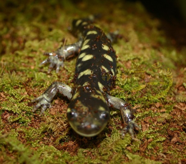 Ambystoma t. mavortium