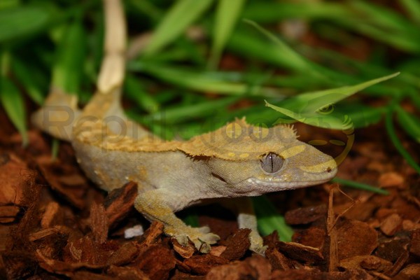 Gecko à crête