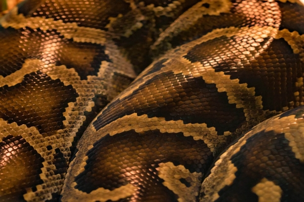 reptilien-mythen-entlarvt
